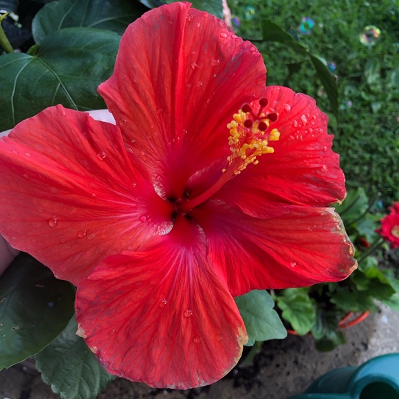 Meet your Posher, Jacklyn - Picture 1 of 1